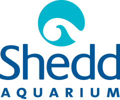 Shedd Aquarium - Chicago